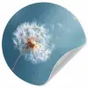 Paardenbloem - Wind - Blauw Wandcirkel behangsticker klein -3d