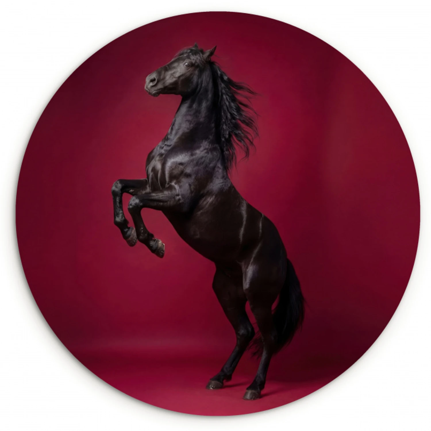 Hengst - Steigert - Rood Wandcirkel kunststof plaat 5mm dik klein -3d
