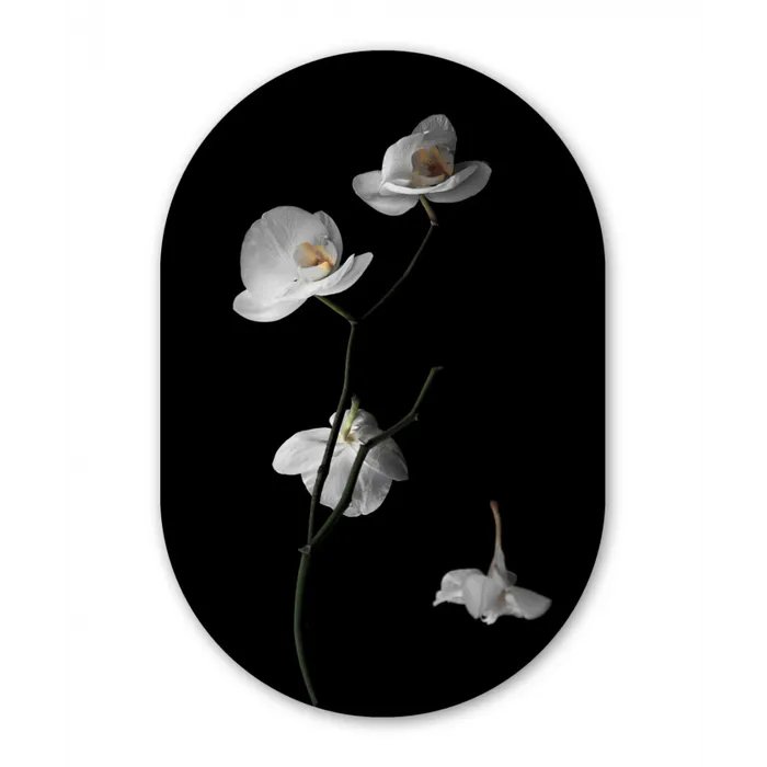 Orchidee - Bloemen - Zwart - Wit - Stilleven Wandcirkel Ovaal Forex klein -3d