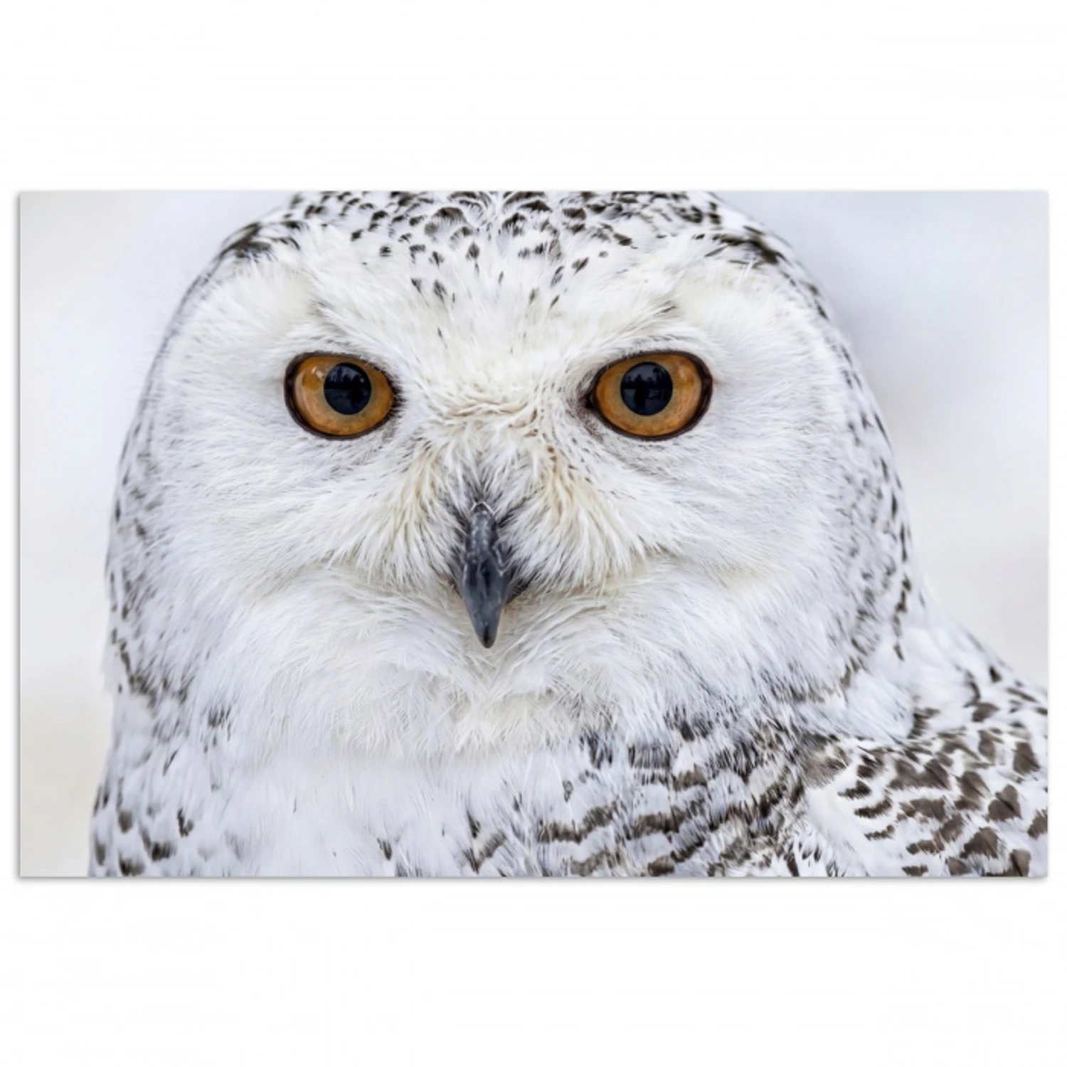 Sneeuwuil - Oog - Wildlife - Wit poster papier klein -3d