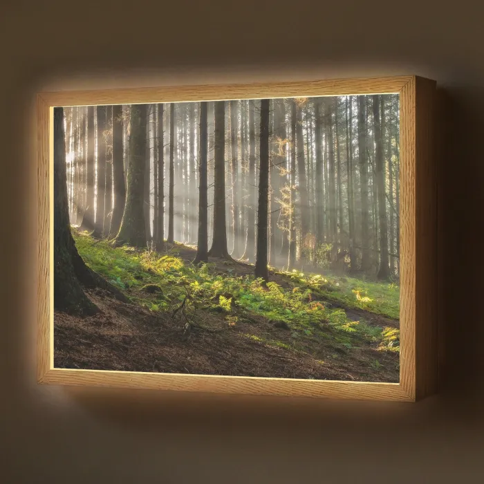 Zon - Takken - Bomen - Bos - Natuur Light Box met batterij (Wandlamp) middel -z3d_website