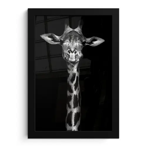 Giraffe - Portret - Dieren - Zwart - Wit fotolijst zwart zonder passe partout klein -3d