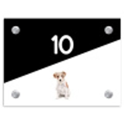 Zwart wit - Huisdier - Jack Russel Naambord Rechthoek middel -3d
