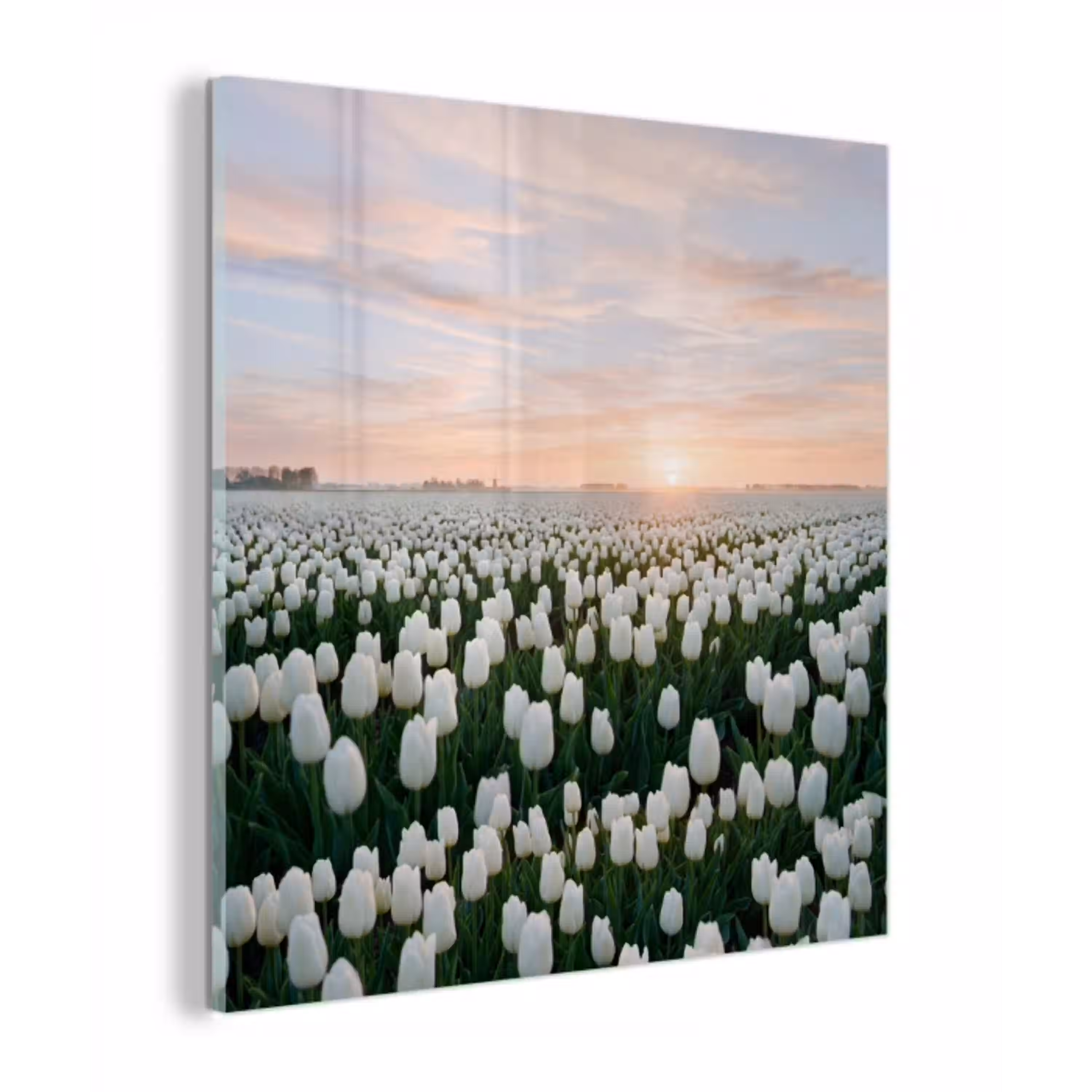 Tulpen - Landschap - Wit plexiglas 5mm klein -z3d