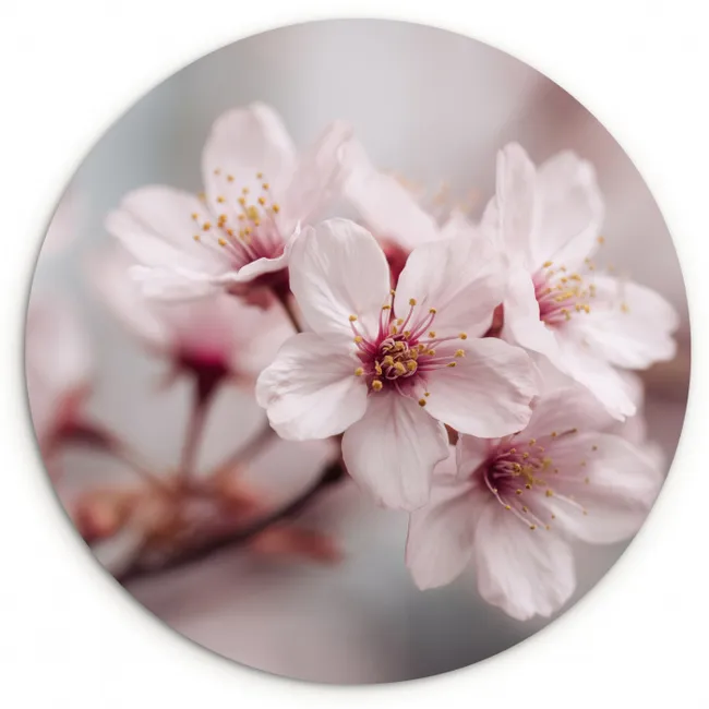 Bloesems - Meeldraden - Geel - Wazig Wandcirkel kunststof plaat 5mm dik klein -3d