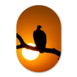 Gier - Tak - Zon - Oranje Wandcirkel Ovaal Aluminium middel -3d