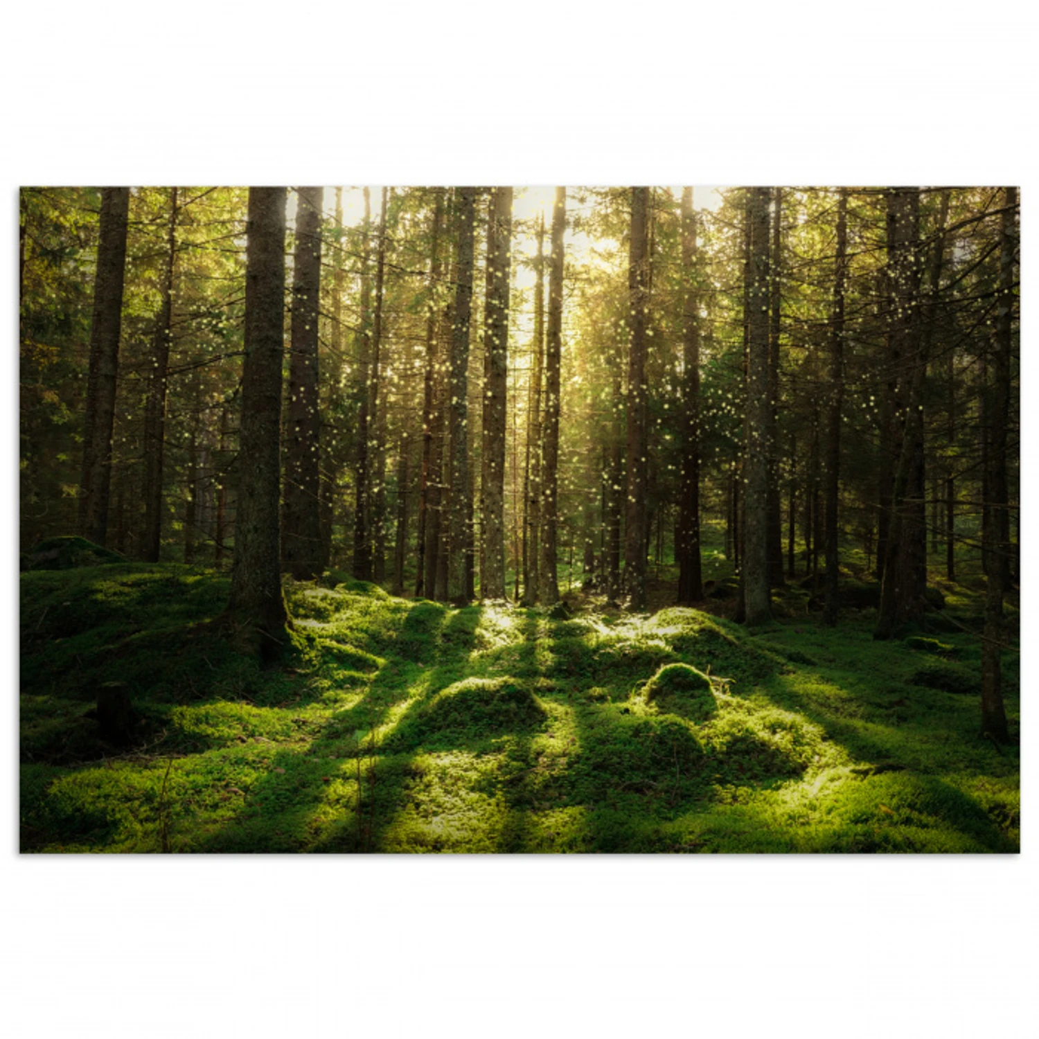 Bomen - Bos - Mos - Planten - Zon - Natuur poster papier klein -3d