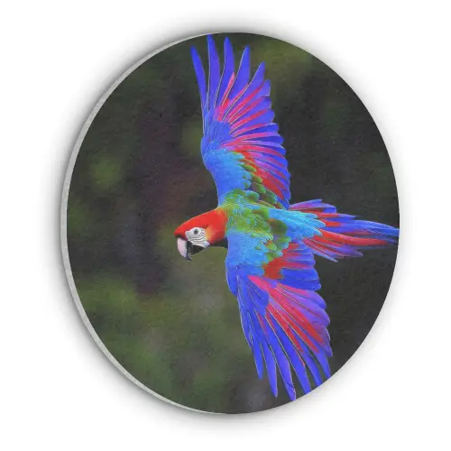 Felgekleurd - Papegaai - Bos - Vleugels Akoestische PET Vilt - Rond klein -3d