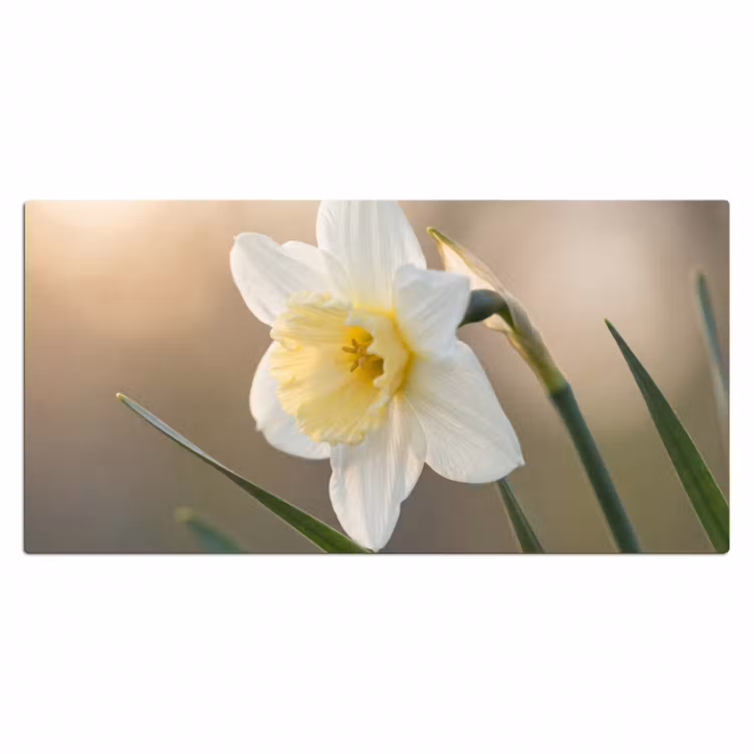 Schreibtischunterlage - Narzisse - Blume - Minimalistisch