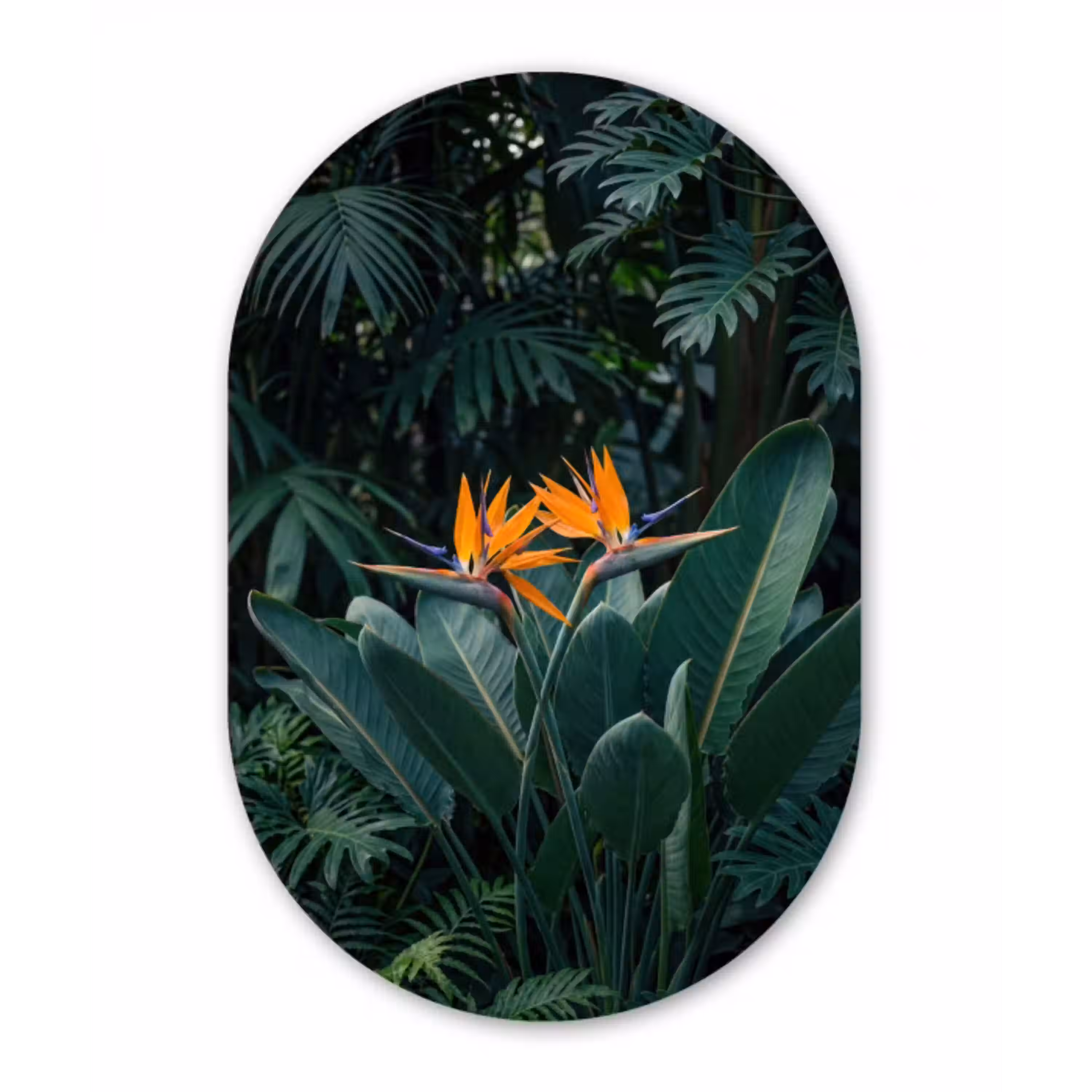 Paradijsvogel - Bloem - Exotisch Wandcirkel Ovaal Aluminium middel -3d