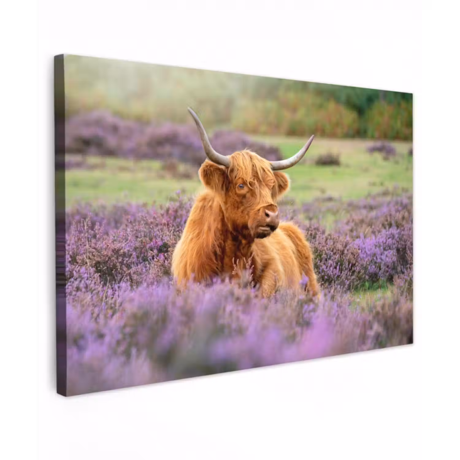 Outdoor Leinwand - Highlander in der Heidelandschaft