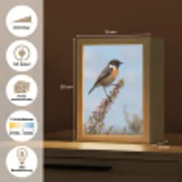 Roodborsttapuit - Heide - Paars - Natuur - Sfeervol Light Box met kabel (Kinderlampje) klein -USP_websiteoverzichtDE