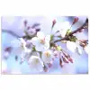 Bloemen - Sakura - Tak - Bloesem takken poster papier klein -3d