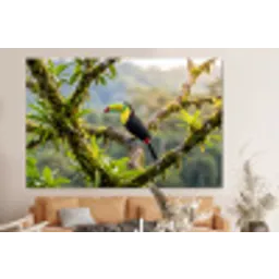 Toekan - Jungle - Natuur - Kleurrijk forex 5mm xxl -bovenbank