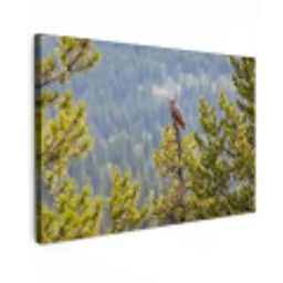 Uil - Oehoe - Bomen - Natuur canvas 2cm klein -z3d