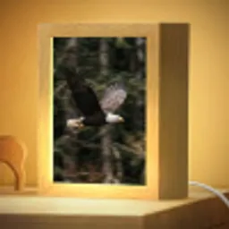 Zeearend - Vliegen - Bos - Natuur Light Box met kabel (Kinderlampje) klein -zzzz_3d_website