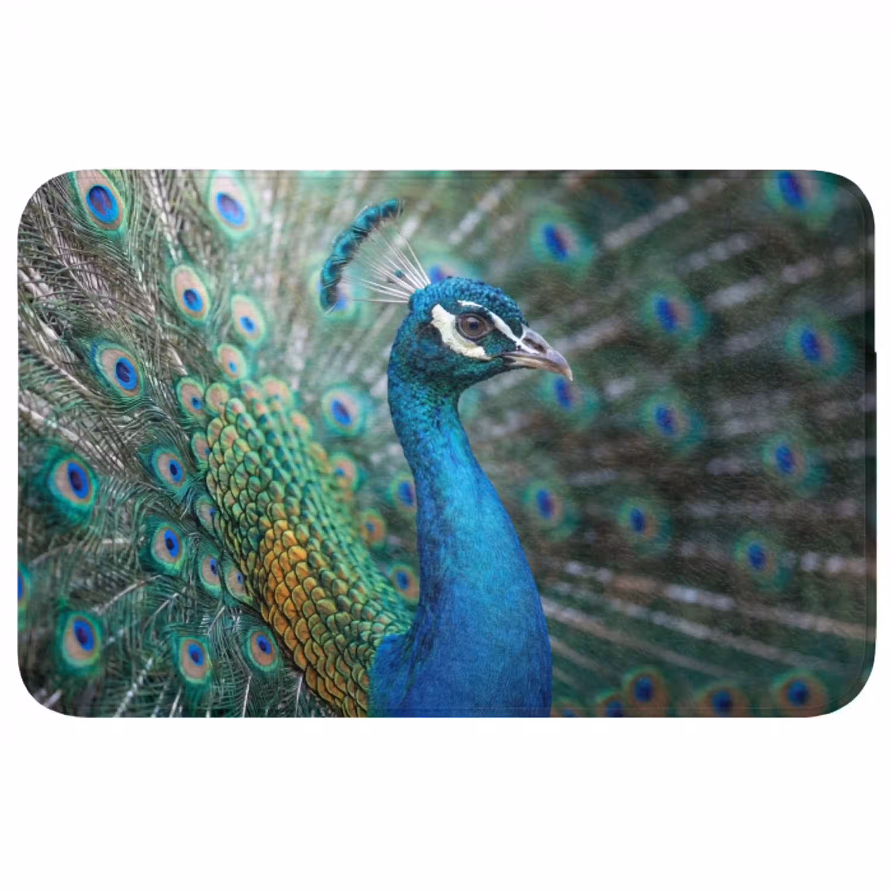 Pauw - Veren - Blauw Badmat middel -3d