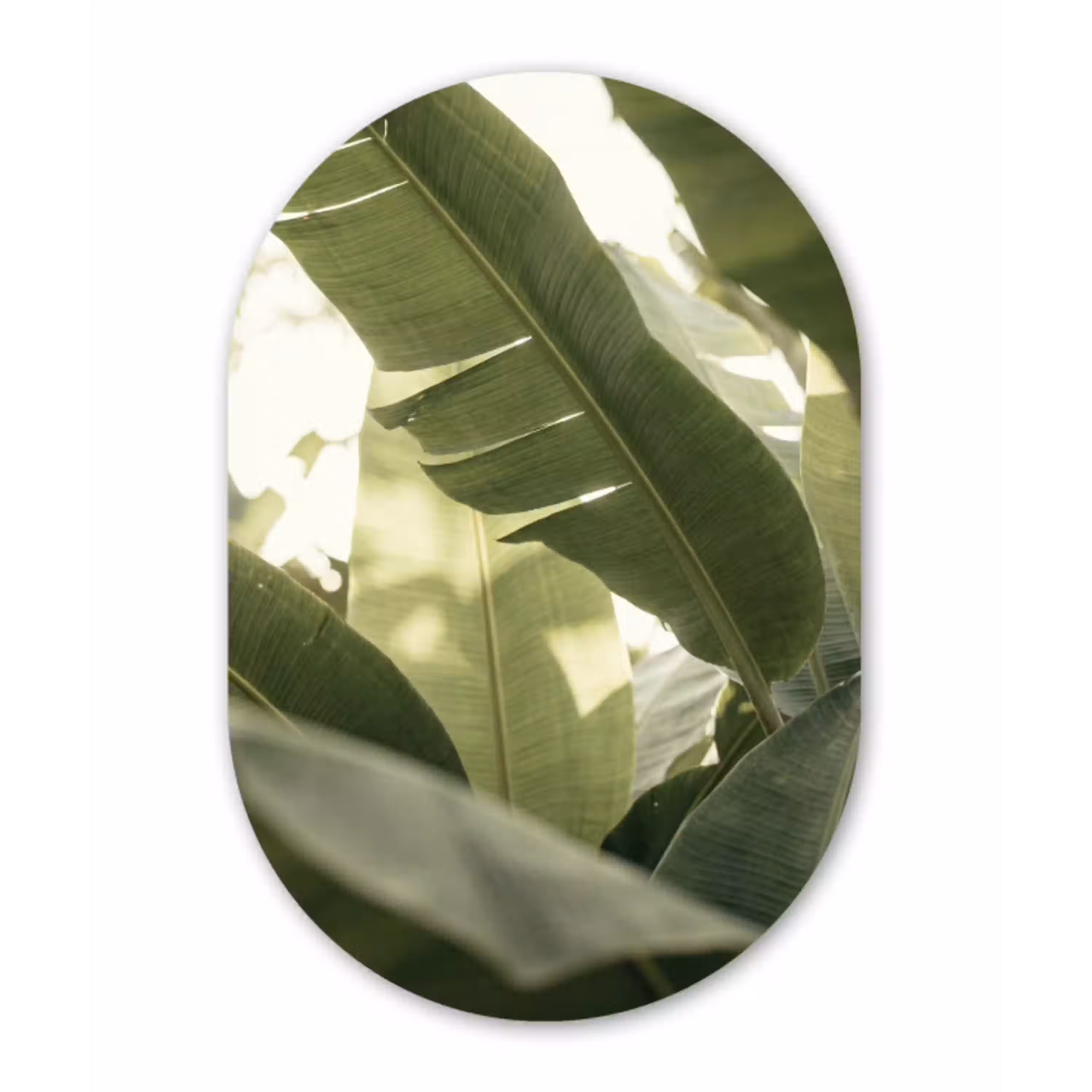 Natuur - Bladeren - Groen - Tropisch - Detail Wandcirkel Ovaal Aluminium middel -3d
