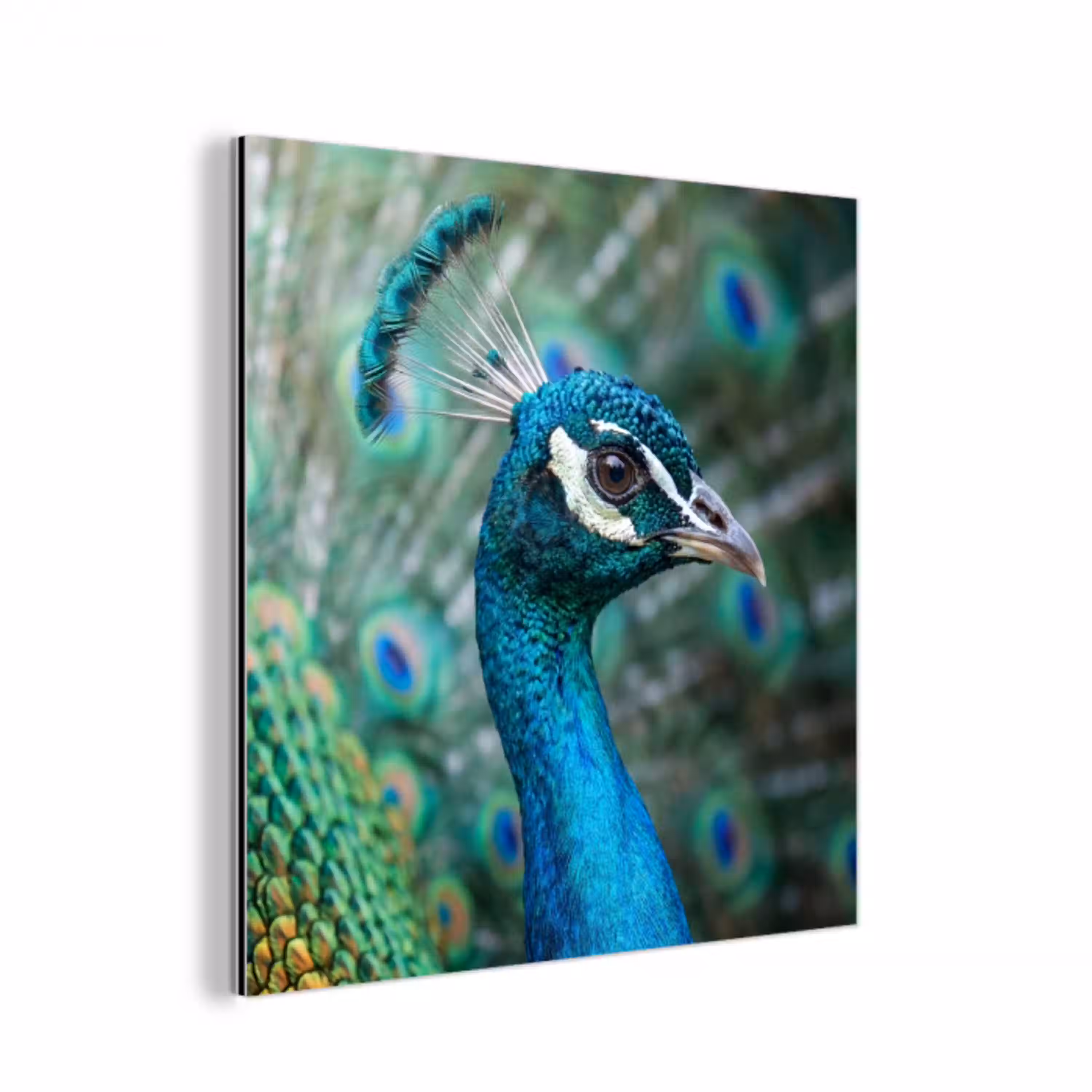 Pauw - Veren - Blauw aluminium wit klein -3d