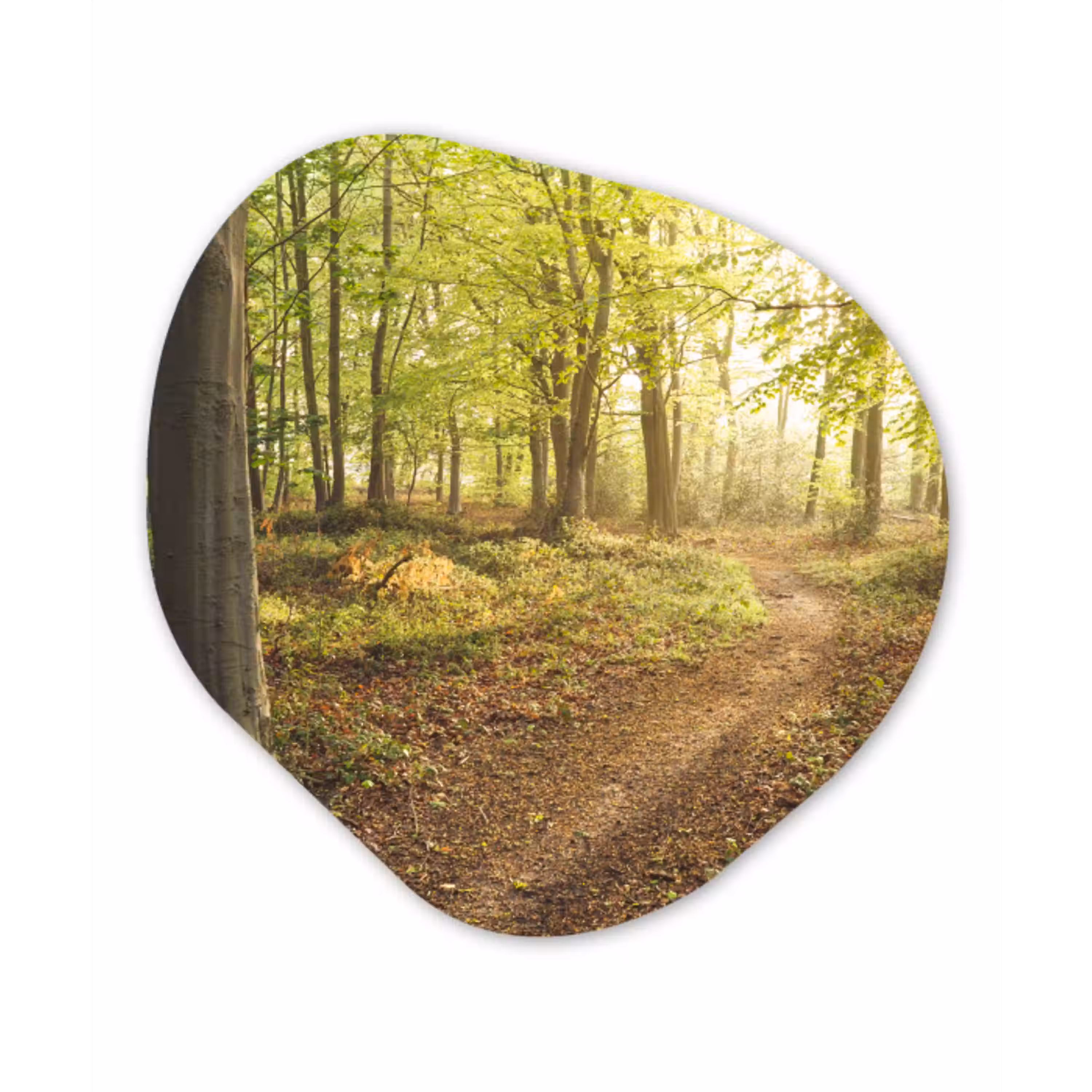 Bos - Pad - Zonsopgang Wandcirkel Organisch Forex 3mm klein -3d