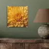 Geel - Chrysant - Zachtheid plexiglas 5mm klein -sfeer3