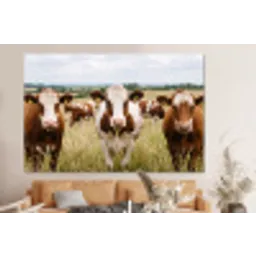 Koeien - Portret - Weide - Boerderij - Nieuwsgierig forex 5mm xxl -bovenbank