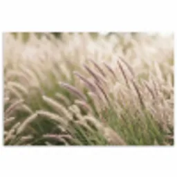 Gras - Close up - Groen poster papier klein -3d