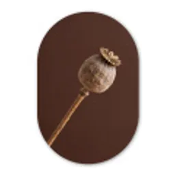 Papaverbol - Droogbloem - Bruin - Minimalistisch Wandcirkel Ovaal Forex klein -3d
