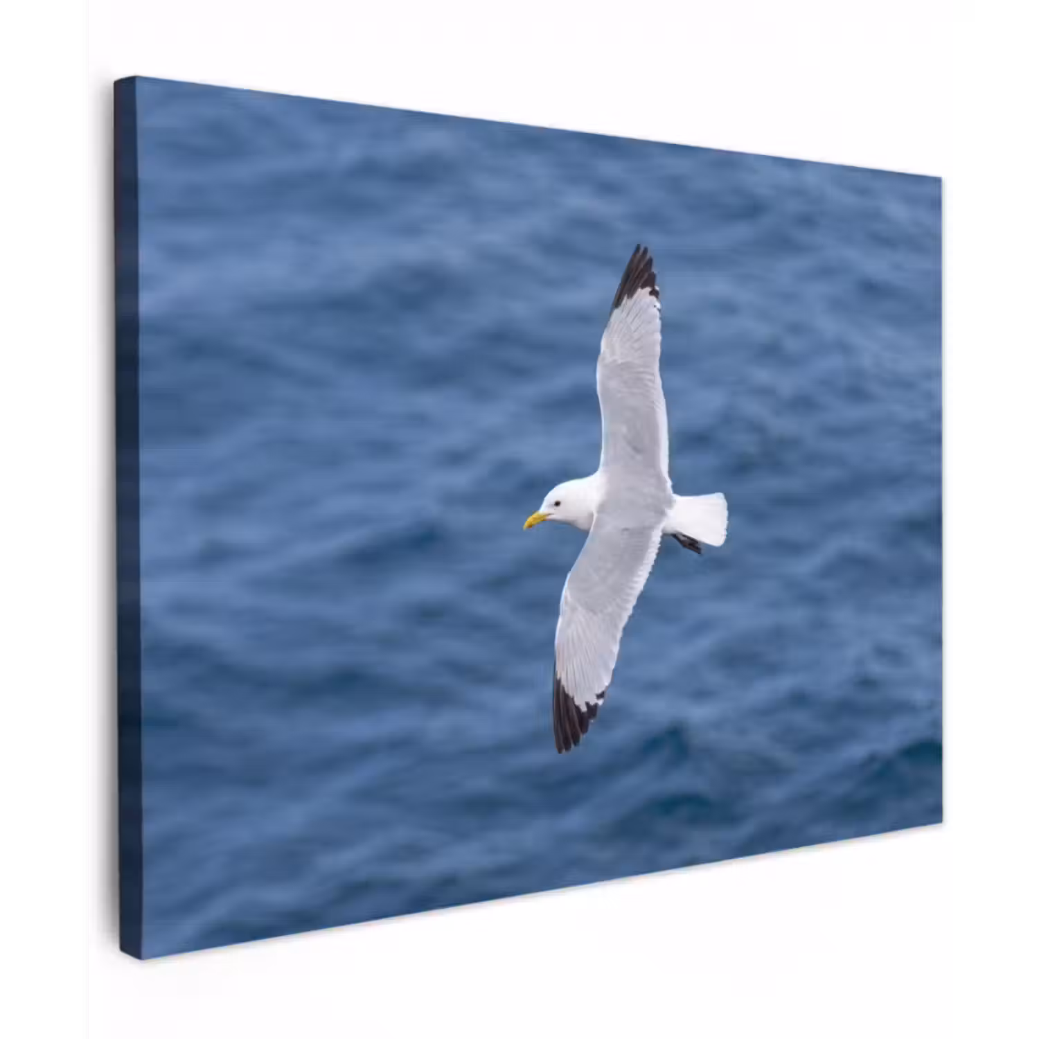Canvas Print - Seagull - Ocean - Blue