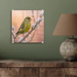 Groenling - Katjes - Lente - Natuur - Zacht plexiglas 5mm klein -sfeer3