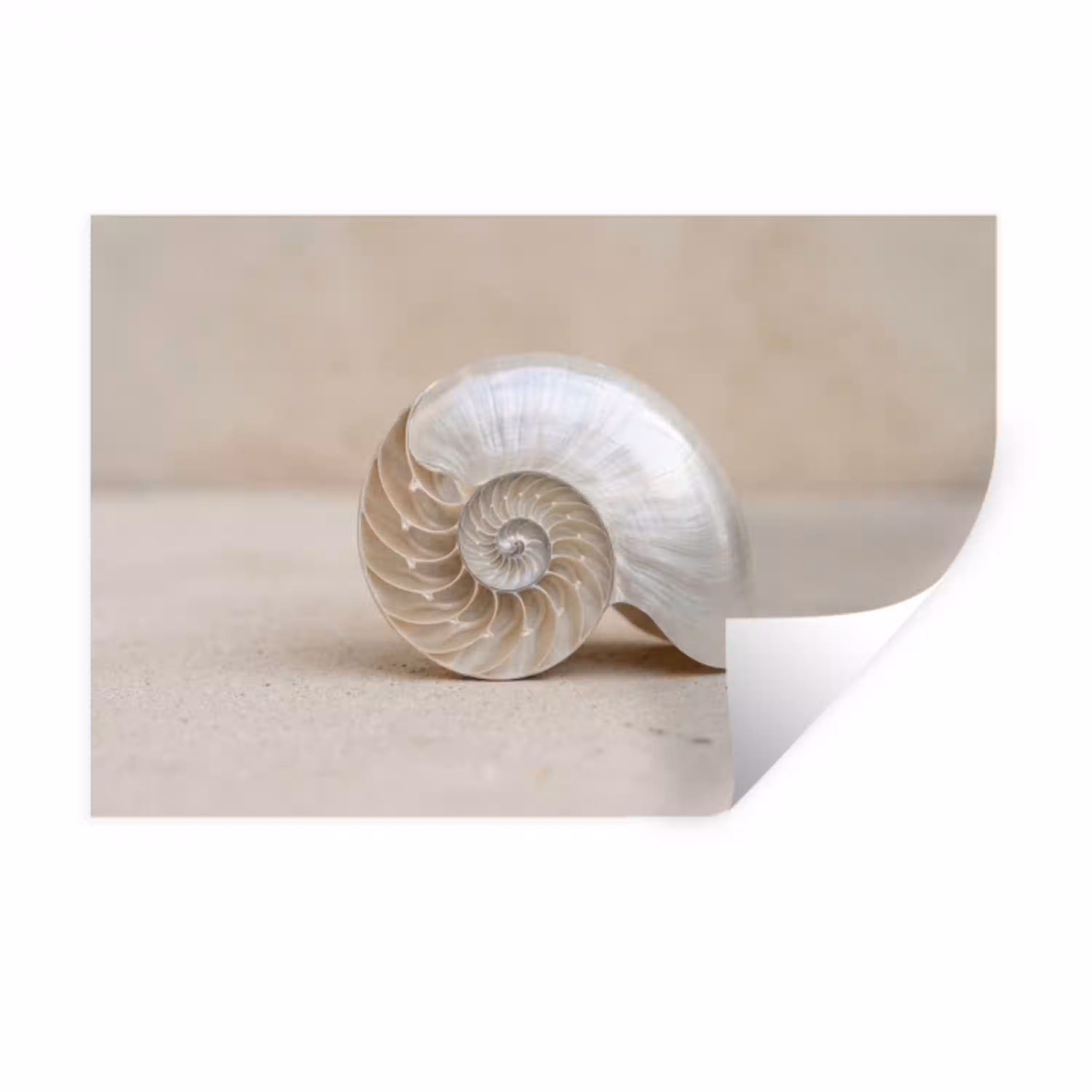 Schelp - Spiraal - Beige Muursticker klein -3d