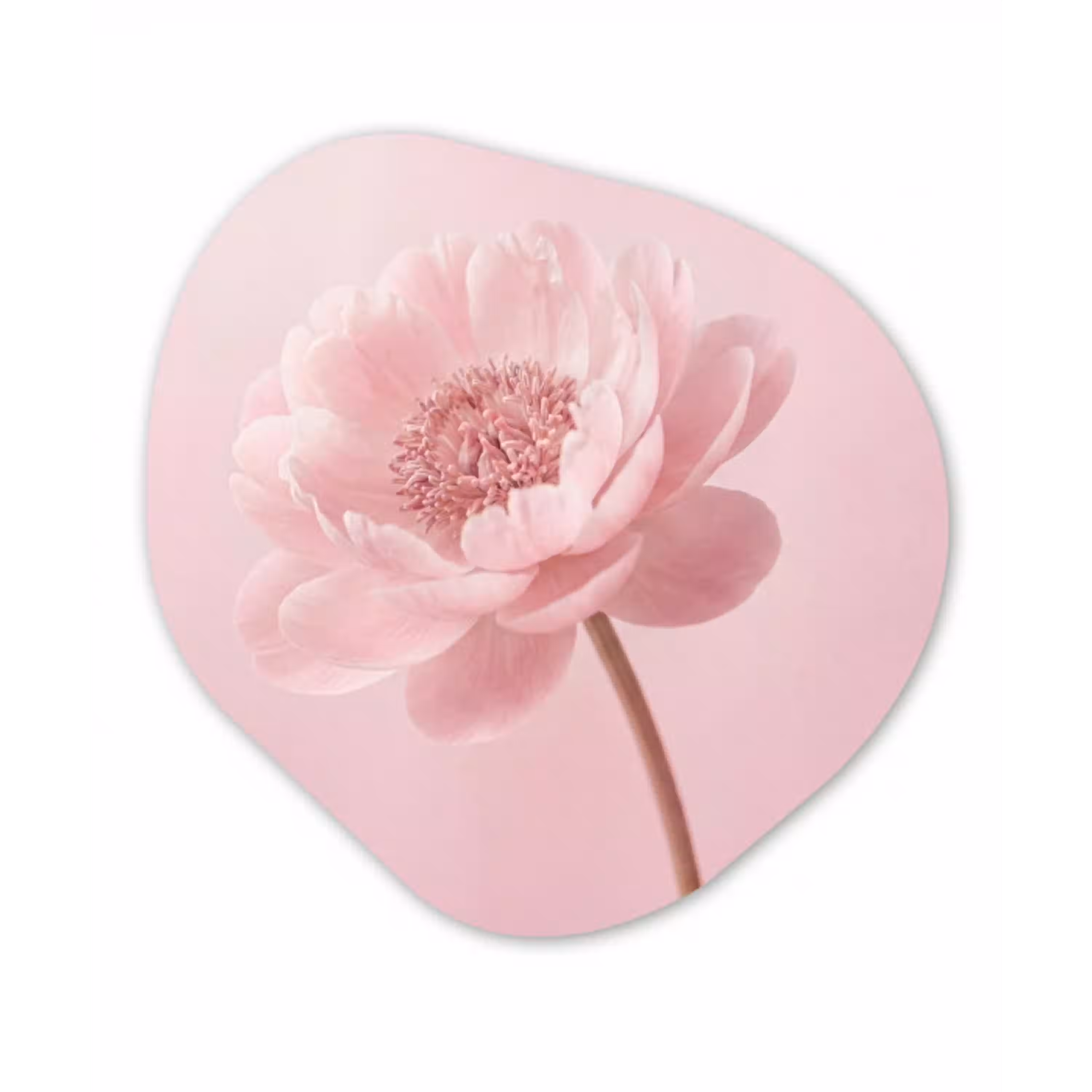 Bloem - Pioenroos - Roze Wandcirkel Organisch Aluminium middel -3d