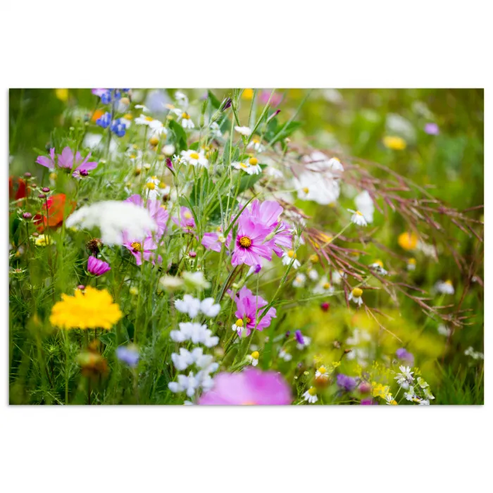 Bloemen - Natuur - Groen - Gras - Paars - Wit poster papier klein -3d