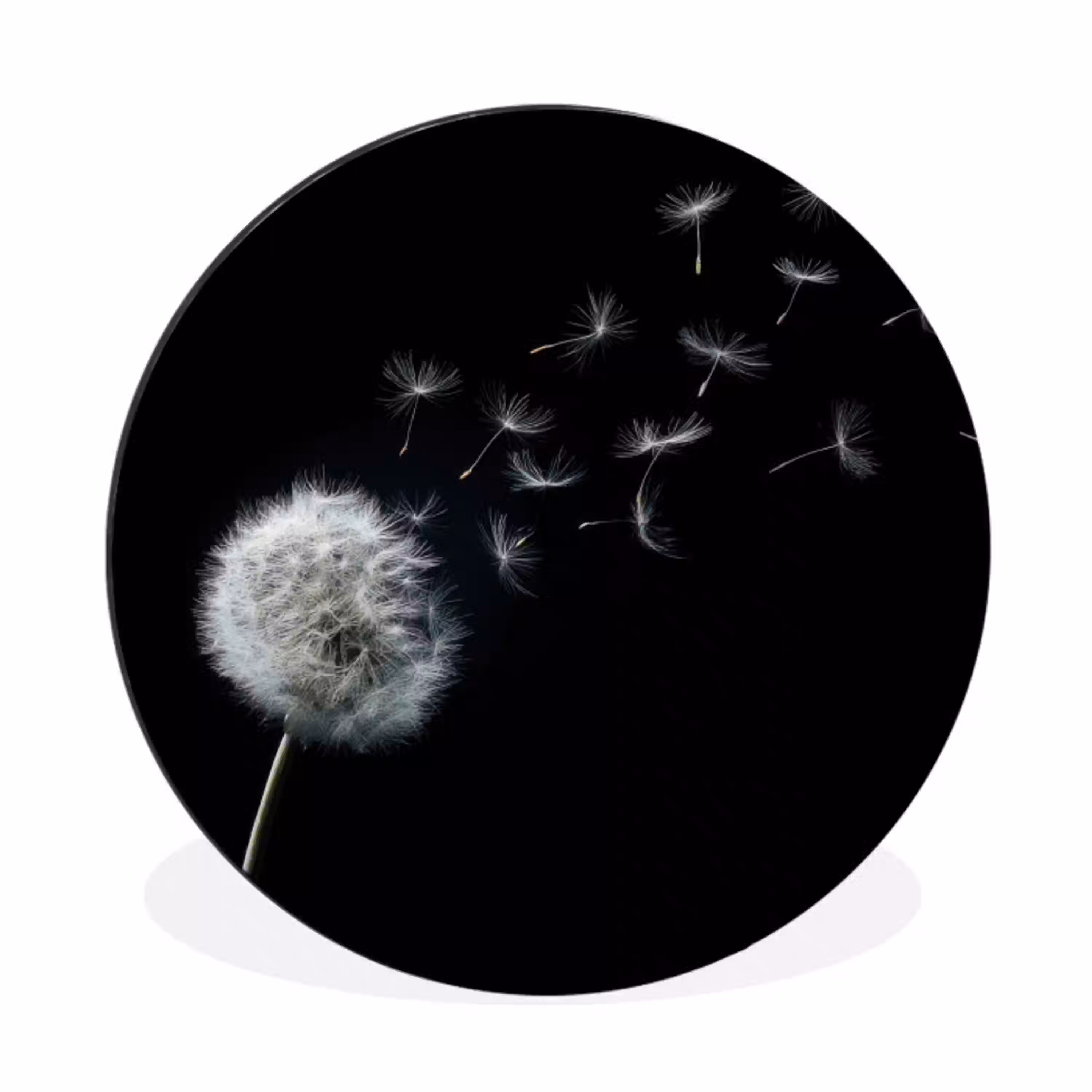 Paardenbloem - Zwart - Natuur Wandcirkel aluminium klein -3d
