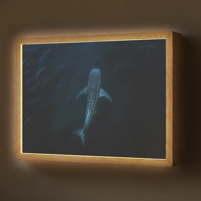 Oceaan - Walvishaai - Donkerblauw - Vlekken Light Box met batterij (Wandlamp) middel -z3d_website