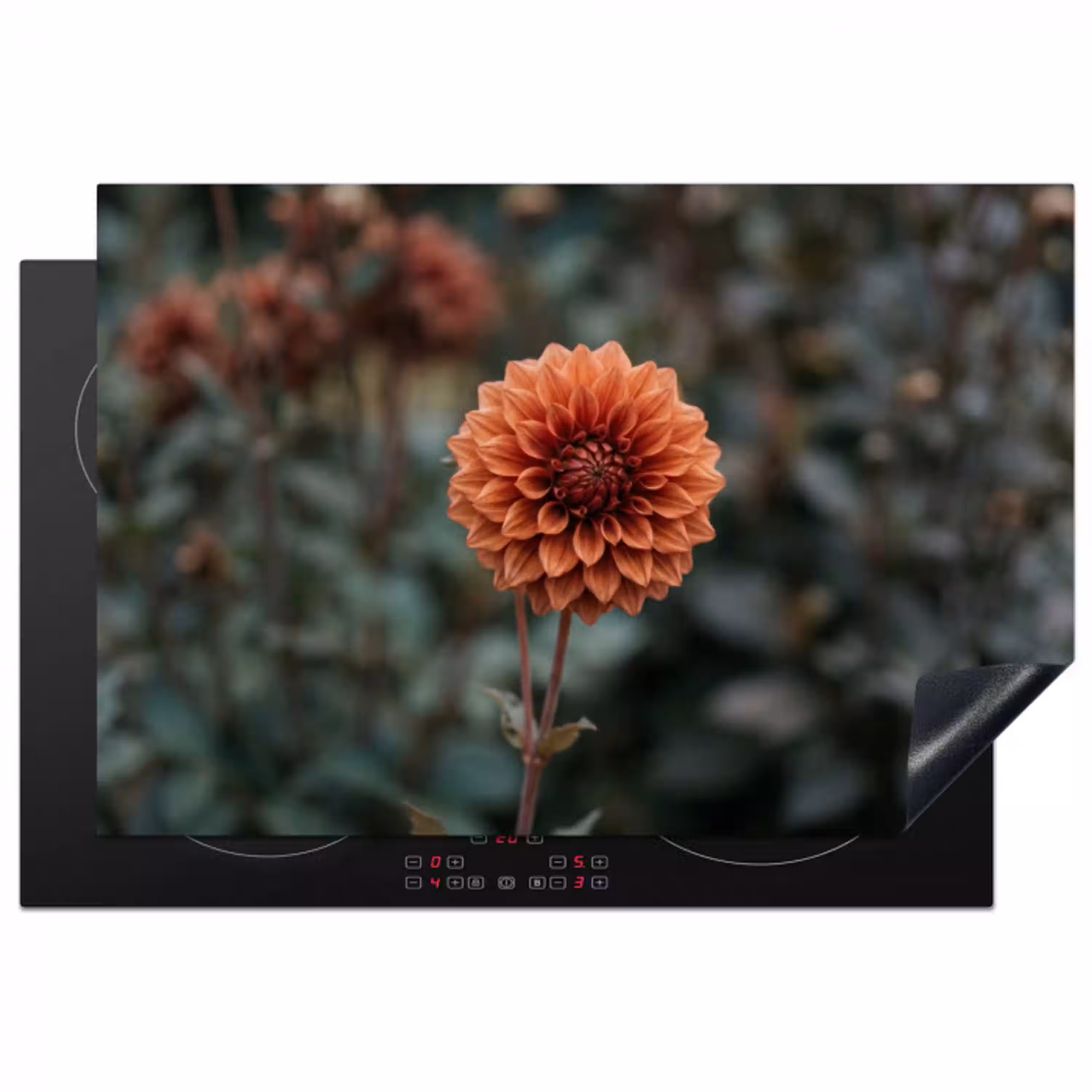 Dahlia - Bloem - Natuur - Sfeervol Inductie beschermer vinyl 3mm klein -3d