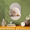 Schelp - Detail - Beige Wandcirkel Ovaal Forex klein -sfeer2