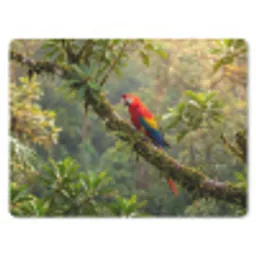 Ara - Jungle - Rood muismat rubber klein -3d