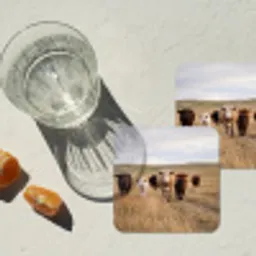 Runderen - Kudde - Landschap - Weide - Rustig onderzetter kurk middel -sfeer4