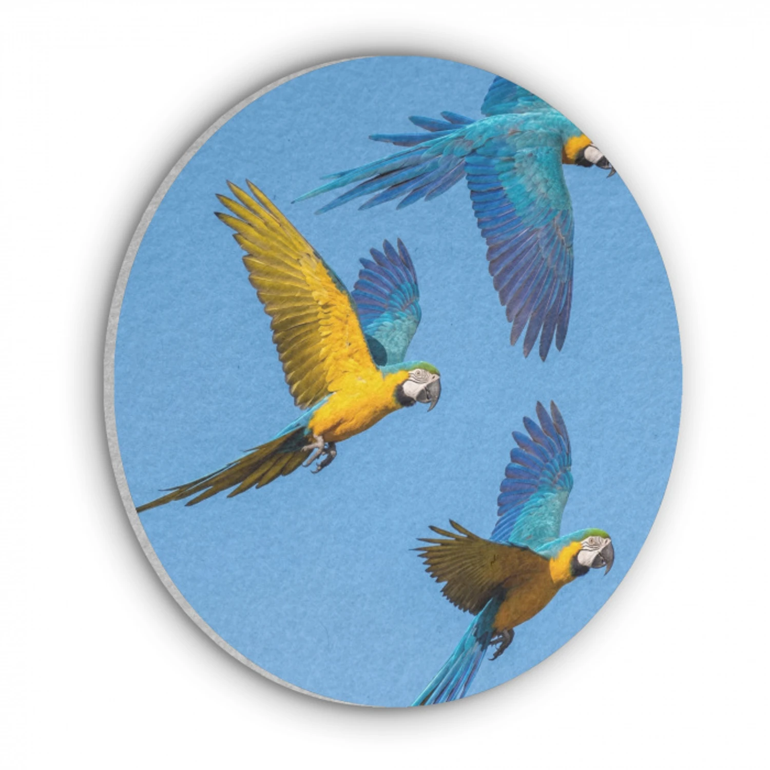 Papagaai - Vliegen - Blauw - Geel Akoestische PET Vilt - Rond klein -3d