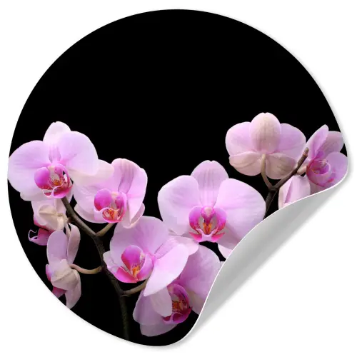 Orchidee - Bloemen - Roze - Flora Wandcirkel behangsticker klein -3d