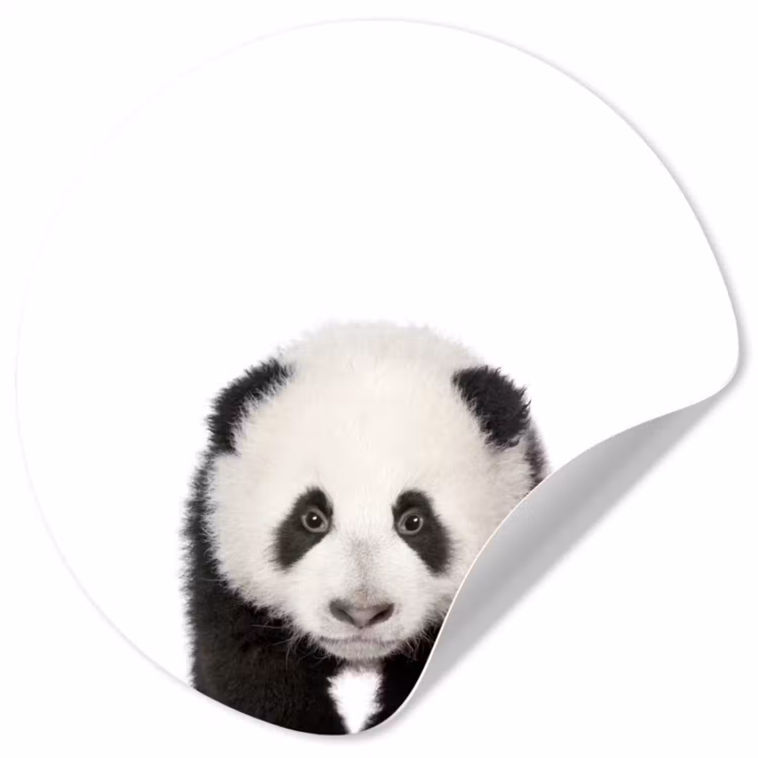Behangcirkel - Dieren - Kinderen - Panda - Meisjes - Jongens