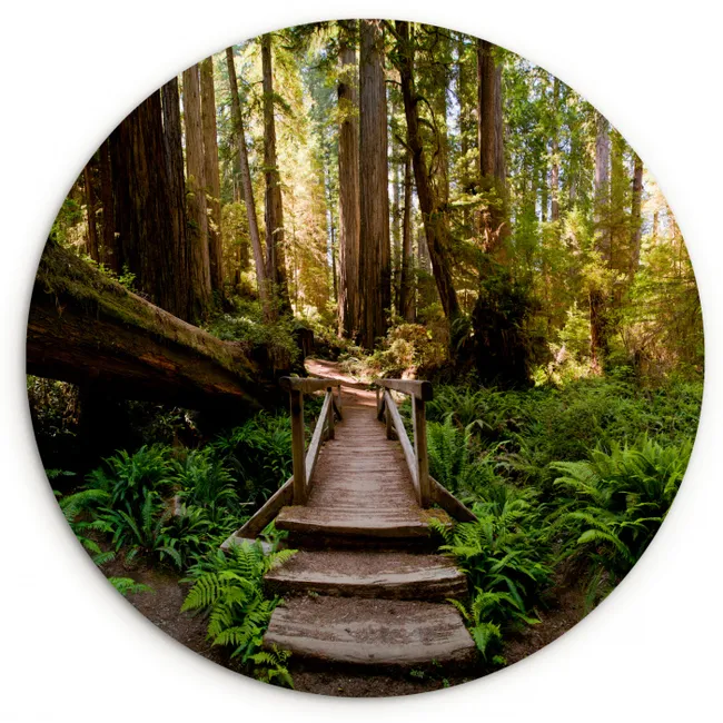 Jungle - Natuur - Trap - Bomen Wandcirkel kunststof plaat 5mm dik klein -3d