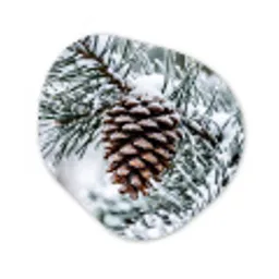 Dennenappel - Tak - Sneeuw - Winter - Sfeervol Wandcirkel Organisch Aluminium middel -3d