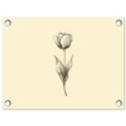 Illustratie - Tulp - Zwart tuinposter los doek klein -3d
