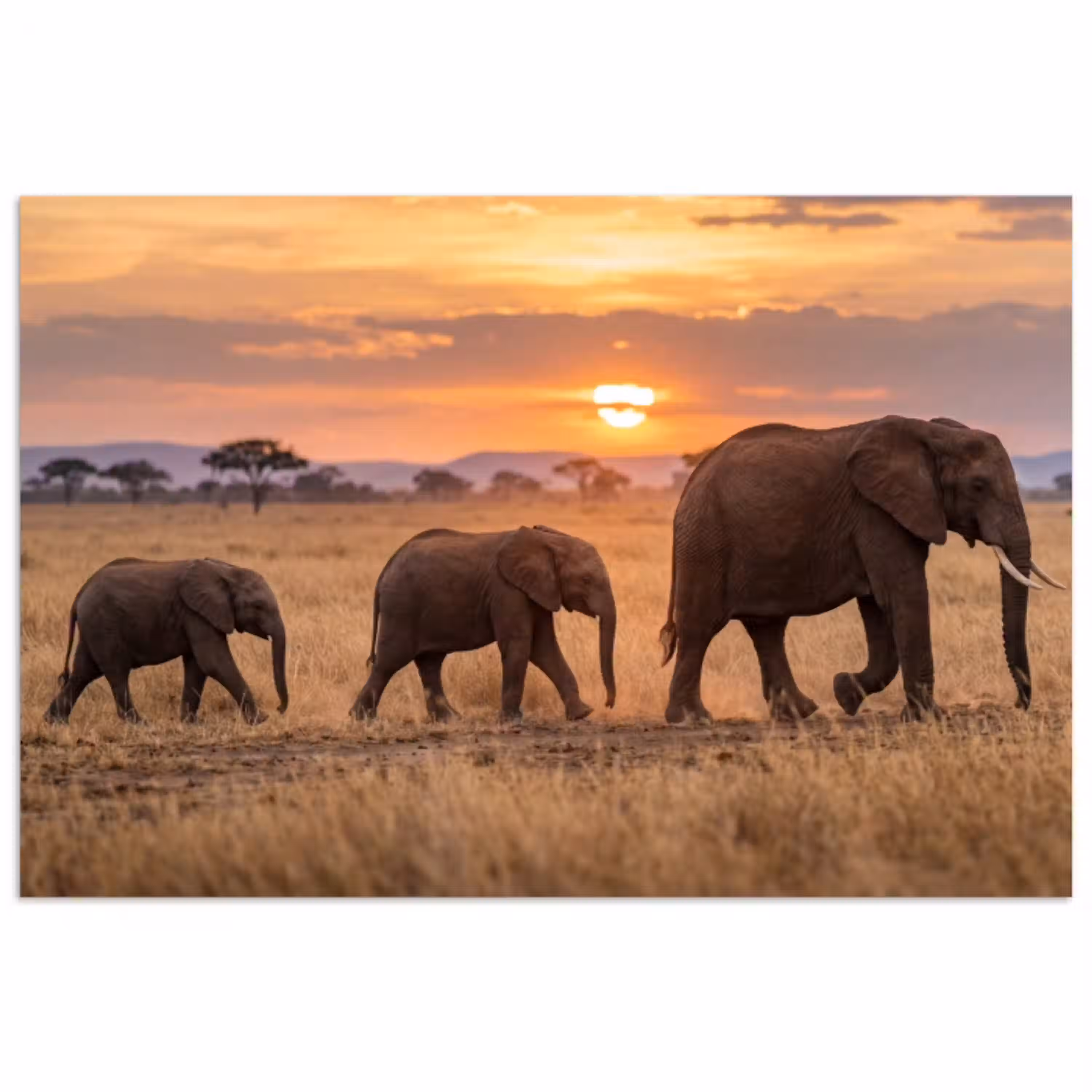 Olifanten - Savanne - Zonsondergang - Afrika - Warm poster papier klein -3d