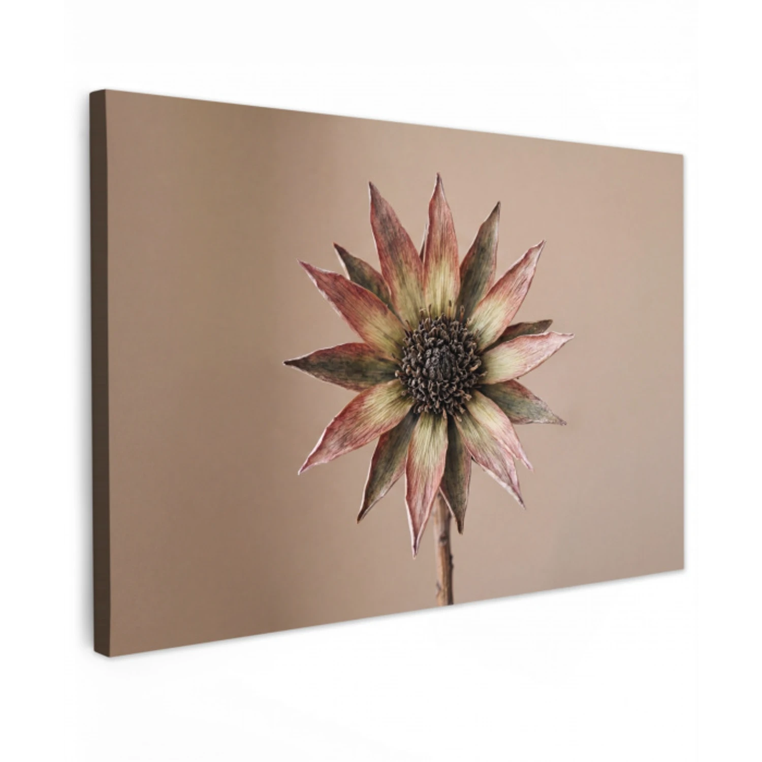 Droogbloem - Protea - Vintage - Beige - Rustiek canvas 2cm klein -z3d