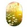 Bloemen - Madelief - Natuur Wandcirkel Ovaal Forex klein -3d