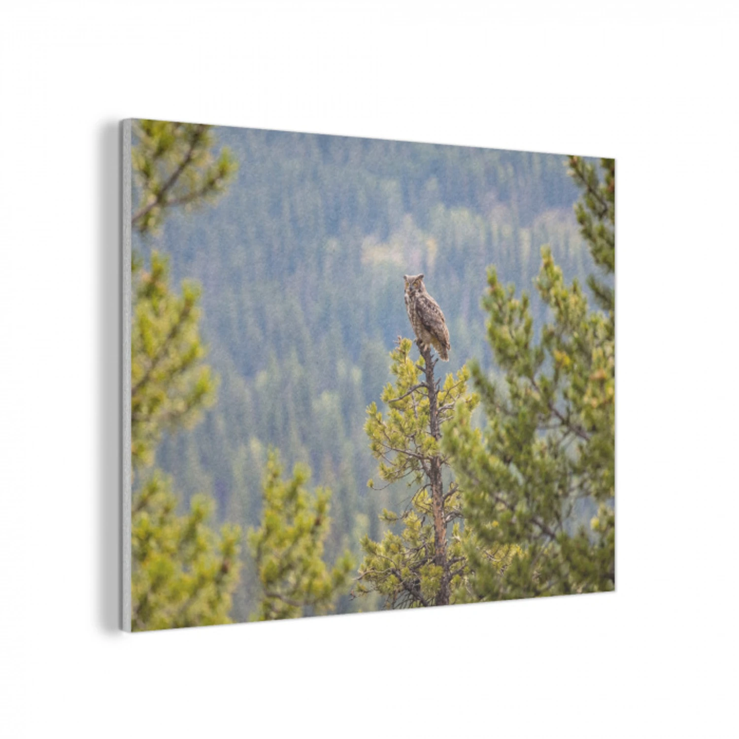 Uil - Oehoe - Bomen - Natuur PET vilt klein -3d