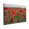 Bloemen - Klaprozen - Natuur - Rood Tuinposter op houten frame 2 cm dik klein -3d